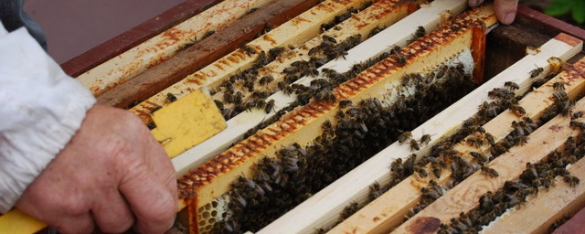 В пяти районах Алтайского края зафиксировали массовую гибель пчел