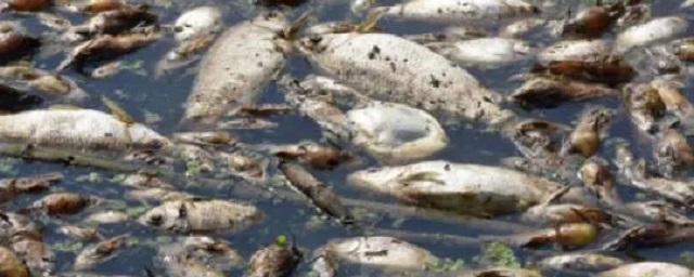 Названа причина гибели рыбы в реке Кубня в Чувашии