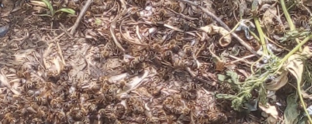 В Омской области наблюдается массовая гибель пчел