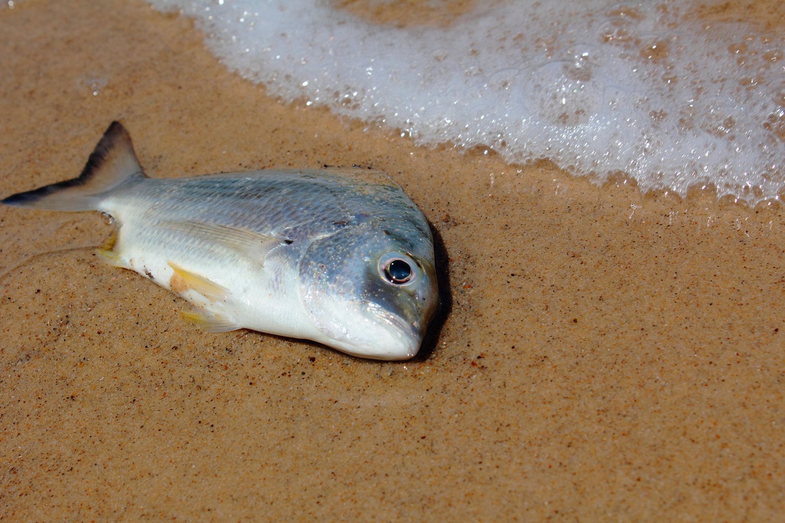 Рыба на песке