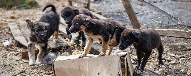 До середины ноября в Иванове отловят 40 бездомных собак