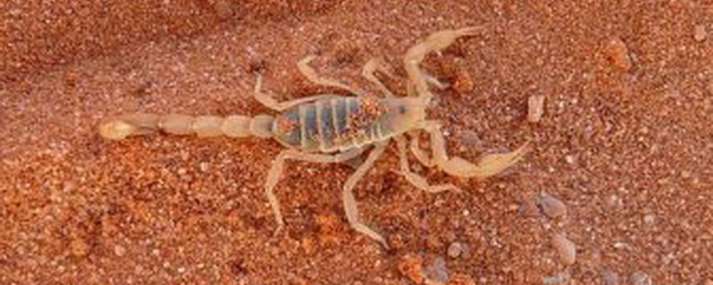 Два новых вида скорпионов обнаружены в Калифорнии