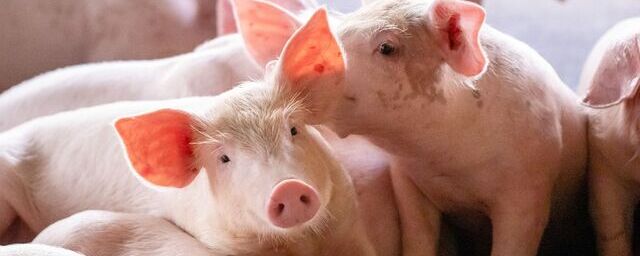 Йоркширских свиней начнут разводить в селекционно-генетическом центре в Ейске