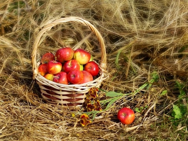 В селе Петрово-Дальнее состоится праздник в честь Яблочного спаса