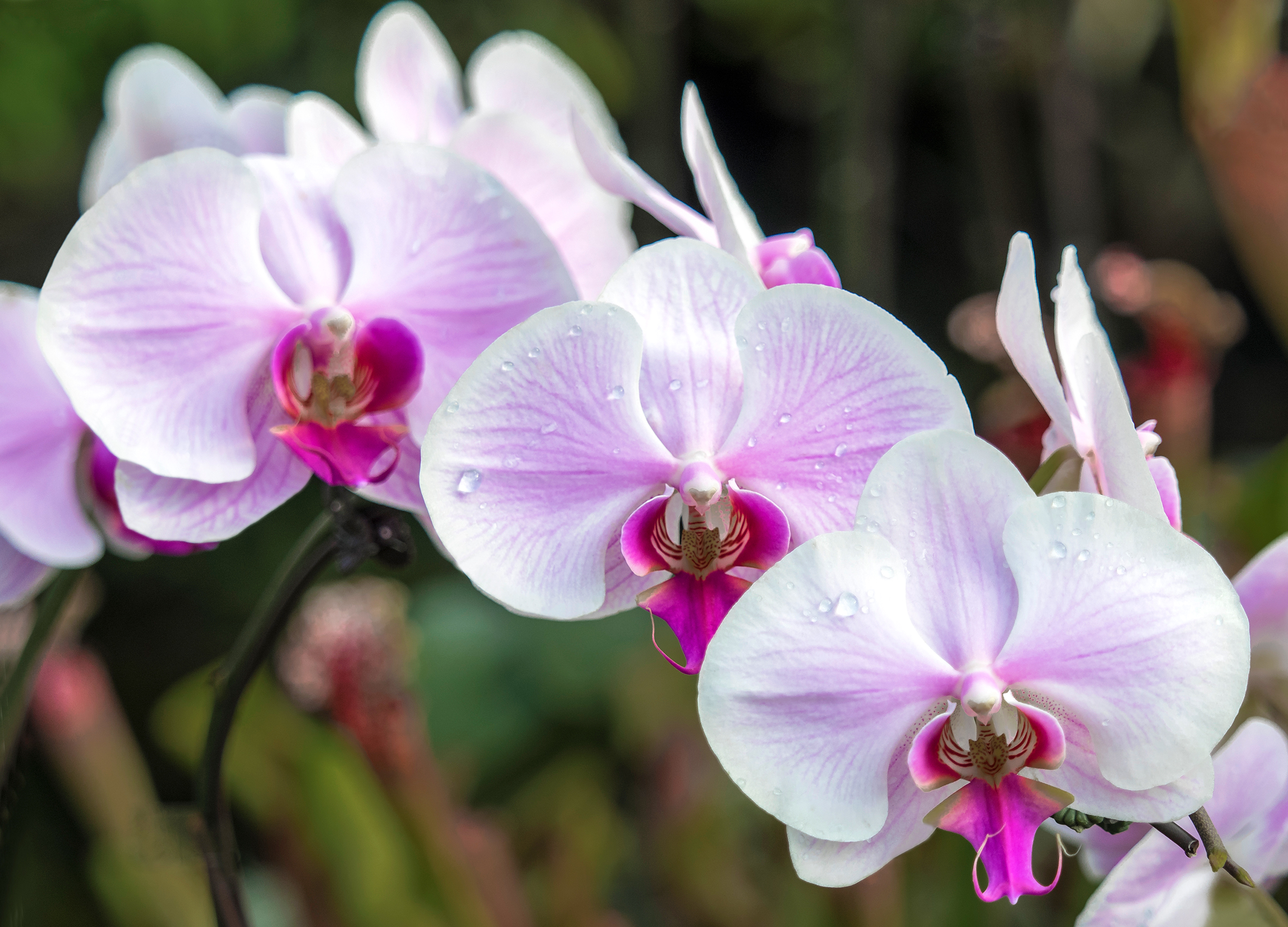 Аллерголог Игнатова рекомендовала приносить в школу на 1 сентября орхидеи и розы