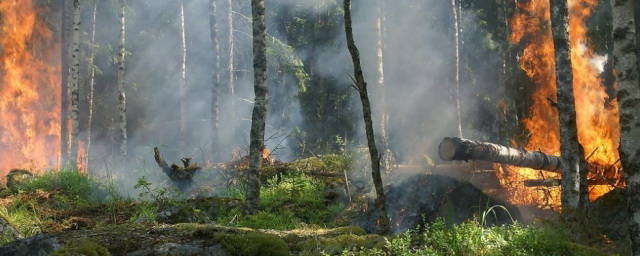 В Магаданской области действует природный пожар, площадь которого почти 1,5 тысячи гектаров