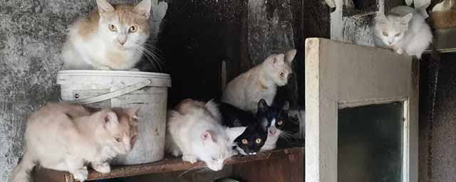 В Южно-Сахалинске волонтеры обнаружили квартиру, в которой живут около ста кошек