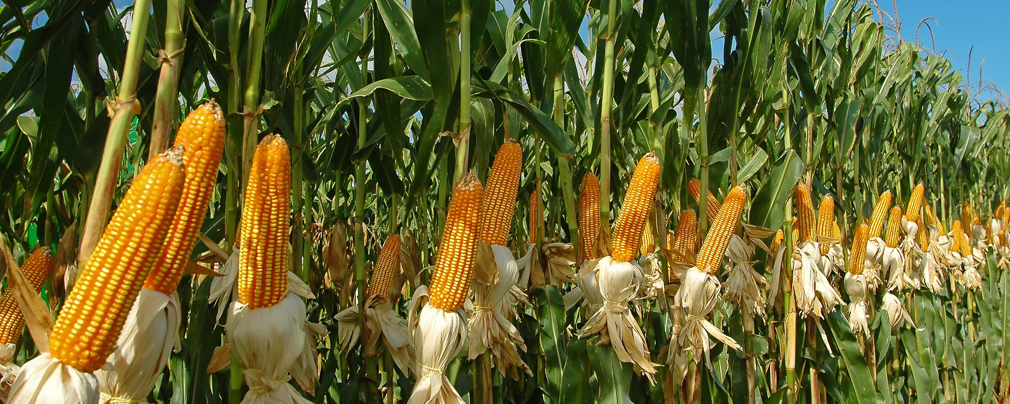 Диетолог Бобровский назвал суточную норму потребления кукурузы