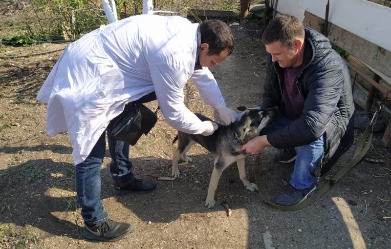 В Раменском округе продолжается вакцинация домашних животных от бешенства