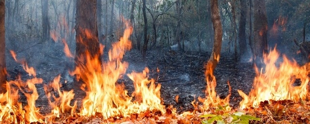 Пожарные Ставрополья ликвидировали огонь, который чуть не уничтожил село Греческое
