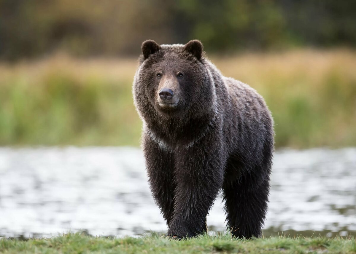 В Ленобласти медведь разгромил пасеку в Волосовском районе