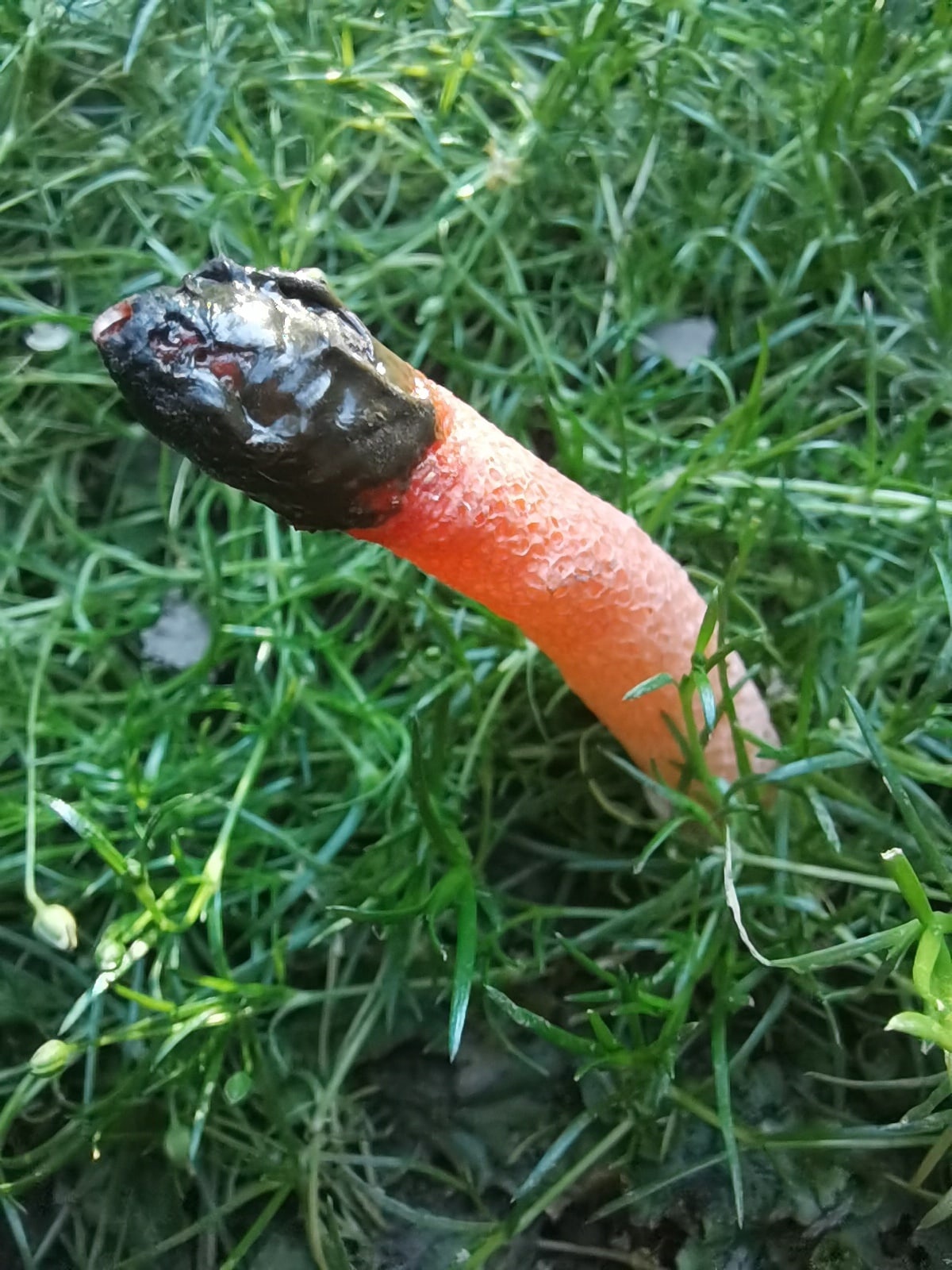 Дачница из Новосибирска нашла редкий гриб под названием «собачий пенис»