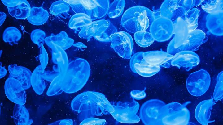 У берегов Черного моря в районе Новороссийска заметили стаю больших медуз