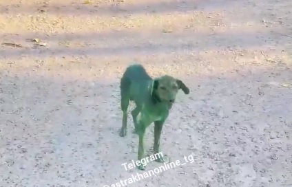 Зеленые бродячие собаки появились на улицах Астрахани