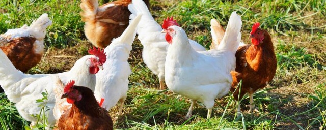 В Саратовской области обнаружили второй очаг птичьего гриппа