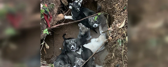 В Перми в лесу были найдены восемь щенков в глубокой яме