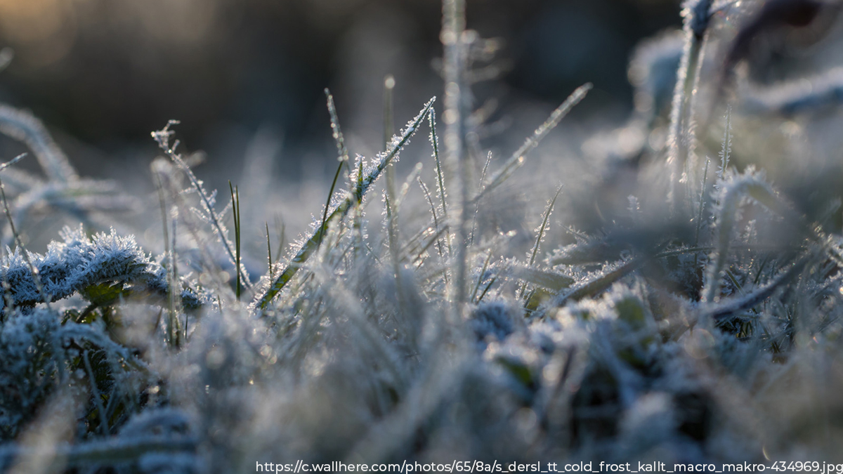 Заморозки до -1 градуса ожидаются в Рязанской области 3 и 4 сентября