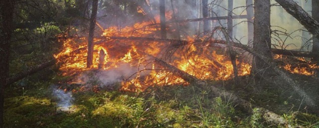 В Волгоградской области продлили ограничения на посещение лесов населением