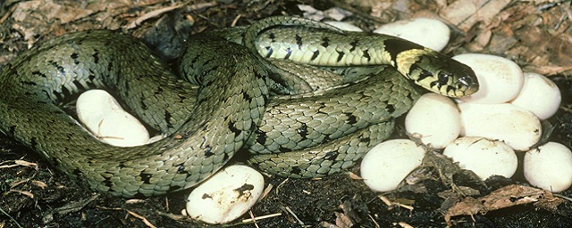 На Эквадоре нашли три новых вида змей, которые живут под кладбищами и церквями