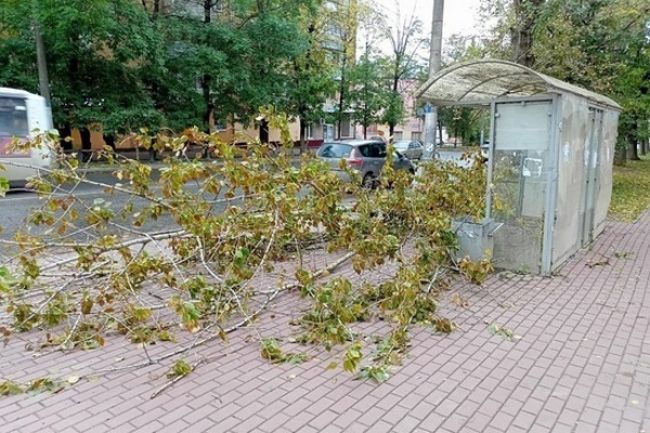 В Калуге сильный ветер повалил 22 дерева