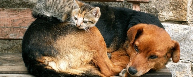 В Орле к концу октября планируют открыть муниципальный приют для бездомных животных