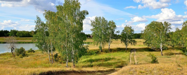 Дополнительно один миллион рублей получит Омская область на восстановление лесов