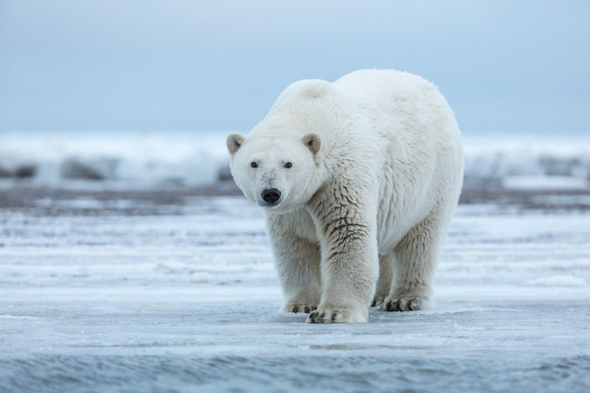 В Красноярском крае спасают тяжелораненого белого медведя