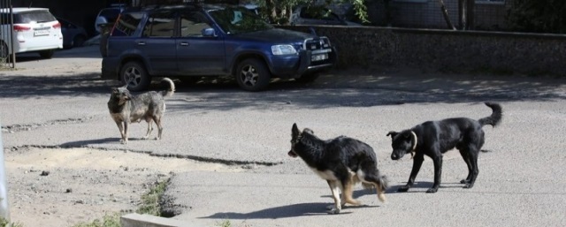 Власти Омска запретят возвращать бездомных собак на ряд территорий и объектов