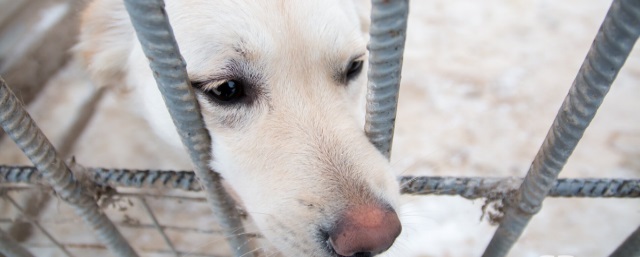 В парке Победы в Самаре отловили всех бездомных собак