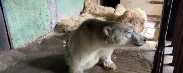 В Москве директор зоопарка рассказала о состоянии белой медведицы, раненной на Диксоне