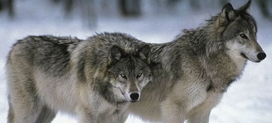 В Мурманской области застрелили трех волков вблизи населенных пунктов
