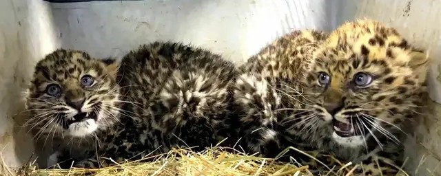 В Приморье состояние двух спасённых котят леопарда ухудшилось