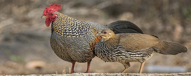 PLOS Genetics: джунглевые курицы под риском вымирания из-за спаривания с домашними птицами