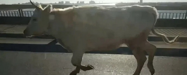 В Астрахани два экипажа ДПС ловили оказавшуюся на автомобильном мосту корову