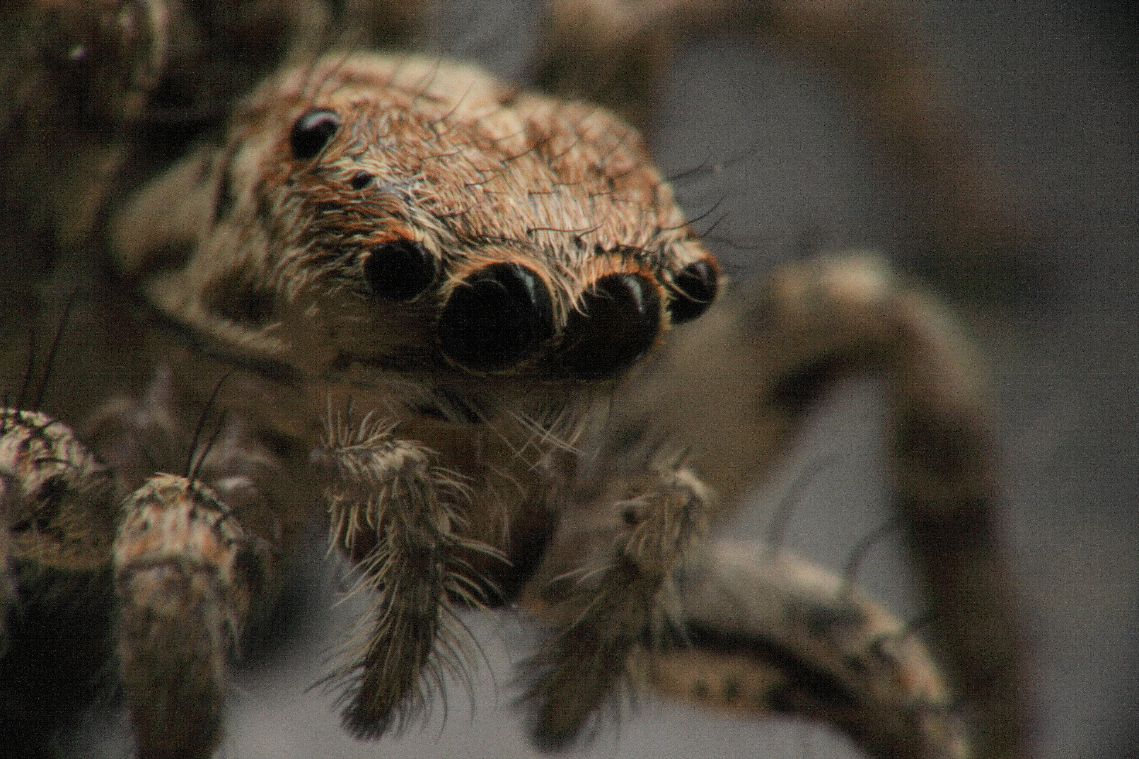 В заповеднике «Оренбургский» найден новый вид пауков