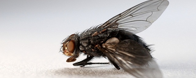 Специалисты предложили лечить незаживающие раны с помощью мух