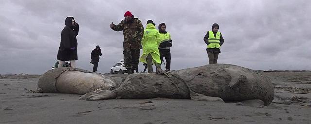 Специалисты выяснили, что тюлени на берегу Каспийского моря в Азербайджане погибли из-за гипоксии