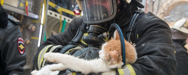 Пожарные в Биробиджане реанимировали кошку, задохнувшуюся от дыма  в горящей квартире