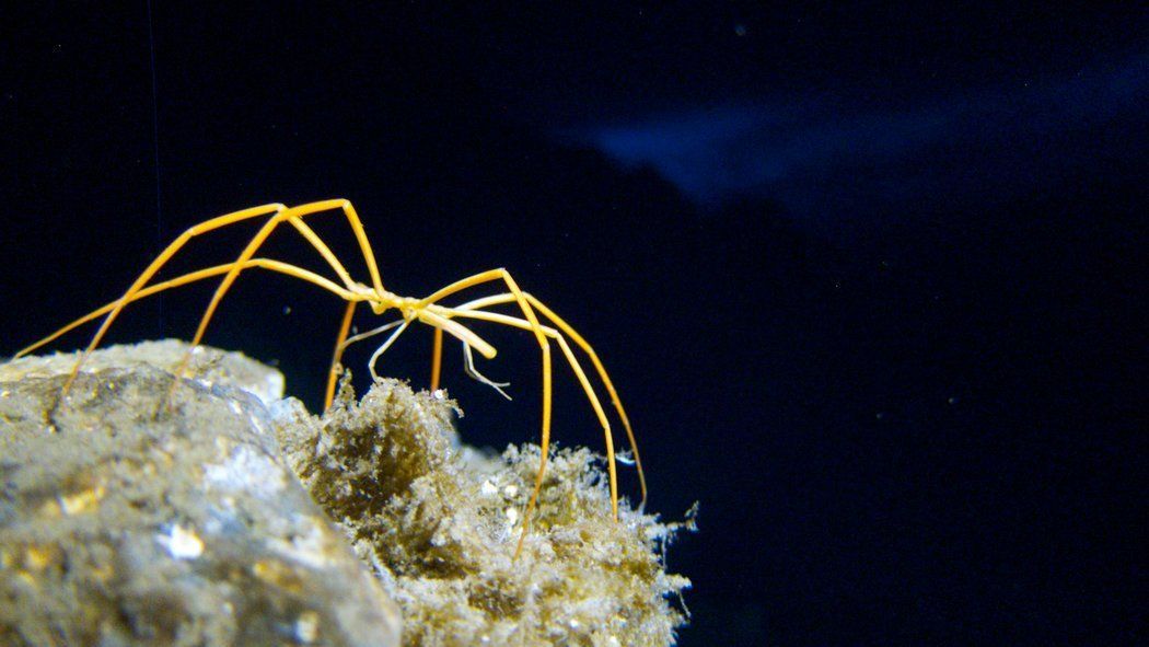 Биологи установили, что морские пауки могут отрастить ампутированный анус