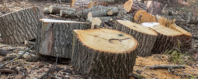 Прокуратура проверит информацию о незаконной вырубке деревьев в Керчи
