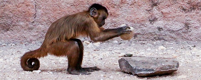 Ученые выяснили, что 50 тысяч лет назад обезьяны капуцины в Бразилии могли изготавливать каменные орудия