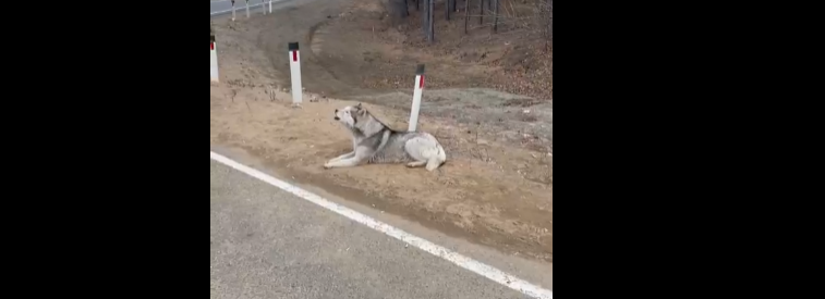 На трассе Чита-Хабаровск пес двое суток ждал хозяина