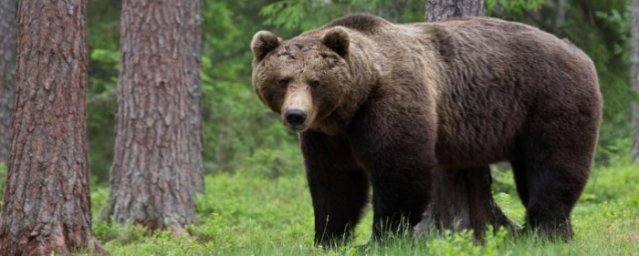 По лесу в Тульской области бродит краснокнижный бурый медведь