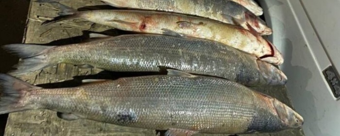 Под Волгоградом задержали трех браконьеров, промышлявших подводным ловом краснокнижных рыб