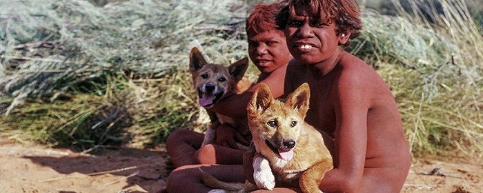 PLOS One: аборигены в Австралии приручили собак динго и относились к ним  как к людям