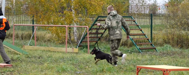 В Электрогорске прошли соревнования между собаками