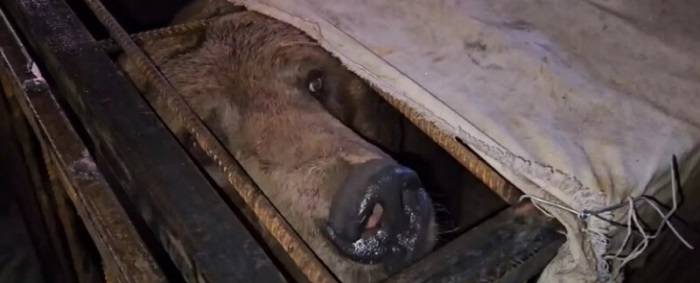 В волгоградский зооцентр привезли медведя Саню, прожившего в крошечной клетке 20 лет