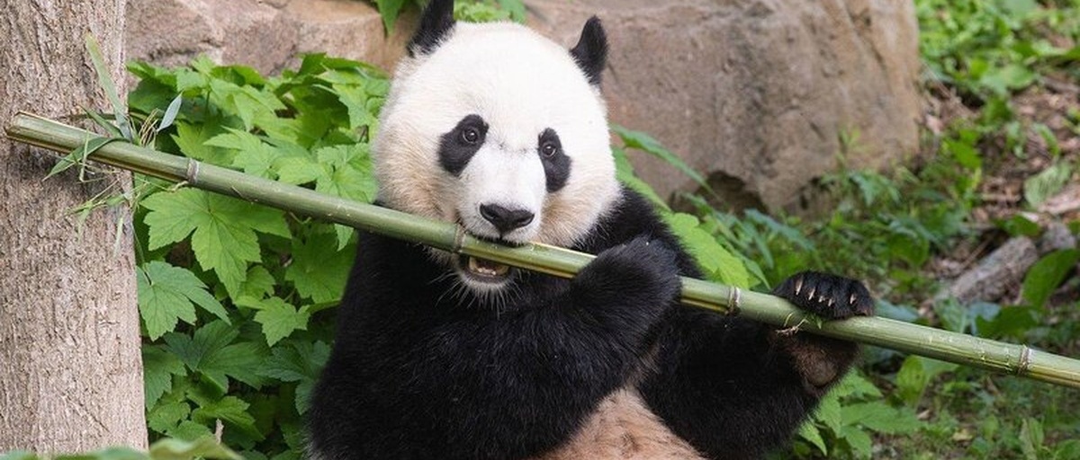 Две гигантские панды вернутся из Британии в Китай