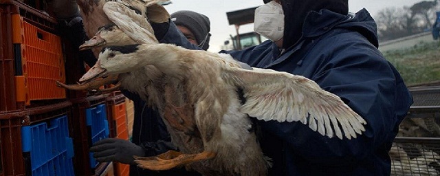 Роспотребнадзор заявил, что случаев заражения людей птичьим гриппом H5N1 в России не выявлено