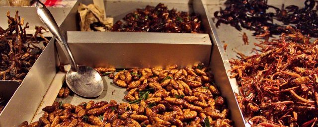 Глава Минцифры Татарстана озадачил пользователей вопросом об употреблении в пищу насекомых